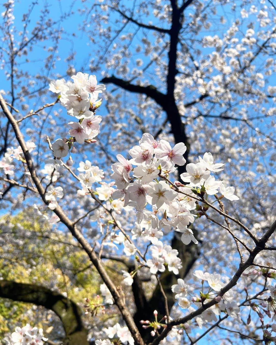 飯田里穂のインスタグラム：「この日のお花見は パワーもらえる桜だった🌸💪🏻」