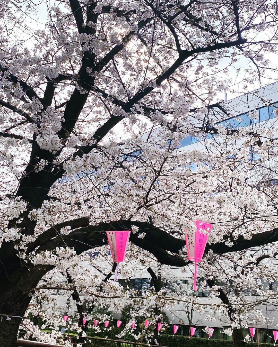 さゆりさんのインスタグラム写真 - (さゆりInstagram)「⁡ ⁡ おひさしぶりです🌸 ⁡ 目黒川の桜をはじめて見られました🫶🏻 池尻大橋側から歩いたのですが 思った以上にたくさん咲いてて良かったです🤍 ⁡ ものすごく久しぶりに自撮りしたら 違和感がすごくて…🥹w ⁡ たまにお出かけ記録などあげようと思うので よければ引き続き仲良くしてください⛅️🐕 ⁡ ⁡ ⁡ #桜 #sakura #お花見 #目黒川 #目黒川桜まつり #休日 #春 #お散歩 #中目黒 #池尻大橋 #お出かけ記録」3月24日 20時38分 - kulumilky