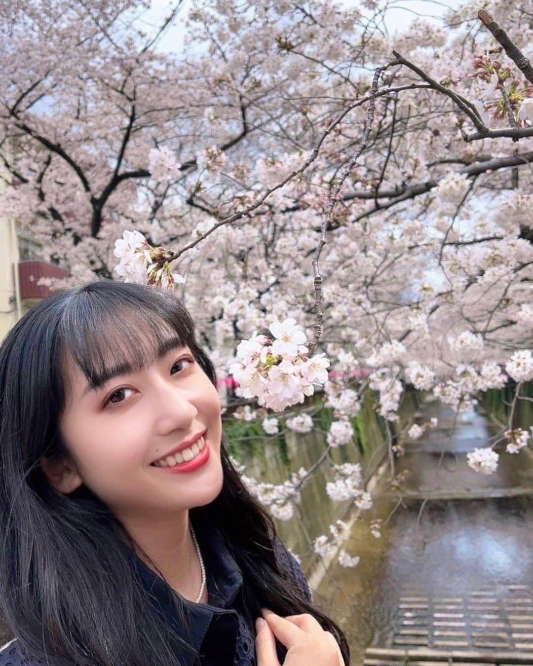 さゆりのインスタグラム：「⁡ ⁡ おひさしぶりです🌸 ⁡ 目黒川の桜をはじめて見られました🫶🏻 池尻大橋側から歩いたのですが 思った以上にたくさん咲いてて良かったです🤍 ⁡ ものすごく久しぶりに自撮りしたら 違和感がすごくて…🥹w ⁡ たまにお出かけ記録などあげようと思うので よければ引き続き仲良くしてください⛅️🐕 ⁡ ⁡ ⁡ #桜 #sakura #お花見 #目黒川 #目黒川桜まつり #休日 #春 #お散歩 #中目黒 #池尻大橋 #お出かけ記録」