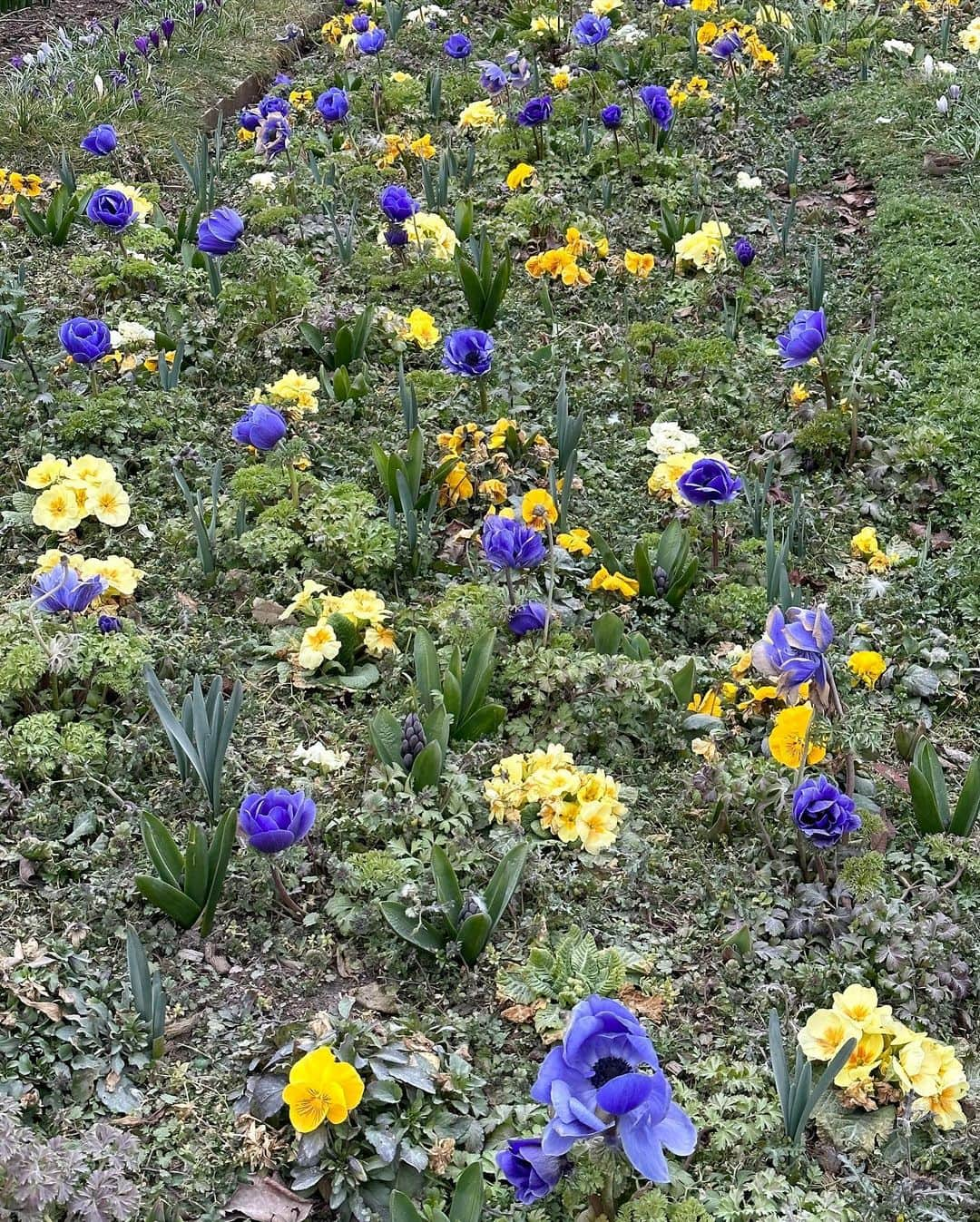 羅晴さんのインスタグラム写真 - (羅晴Instagram)「午餐點了個烤鴨胸 吃飽再來花園看鴨🦆  #杜樂麗花園 #tuileriesgarden #paris」3月24日 20時41分 - ilbettylo