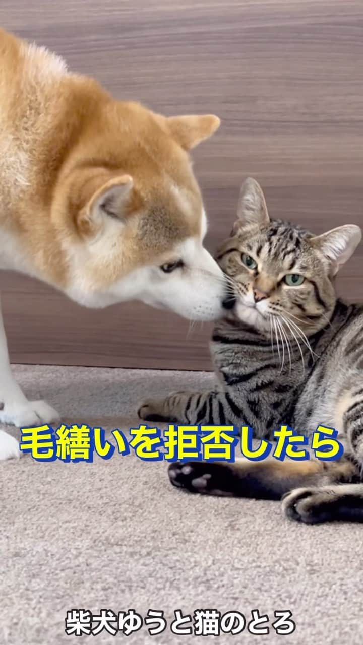 ゆうとろ（柴犬ゆうと猫のとろ）のインスタグラム