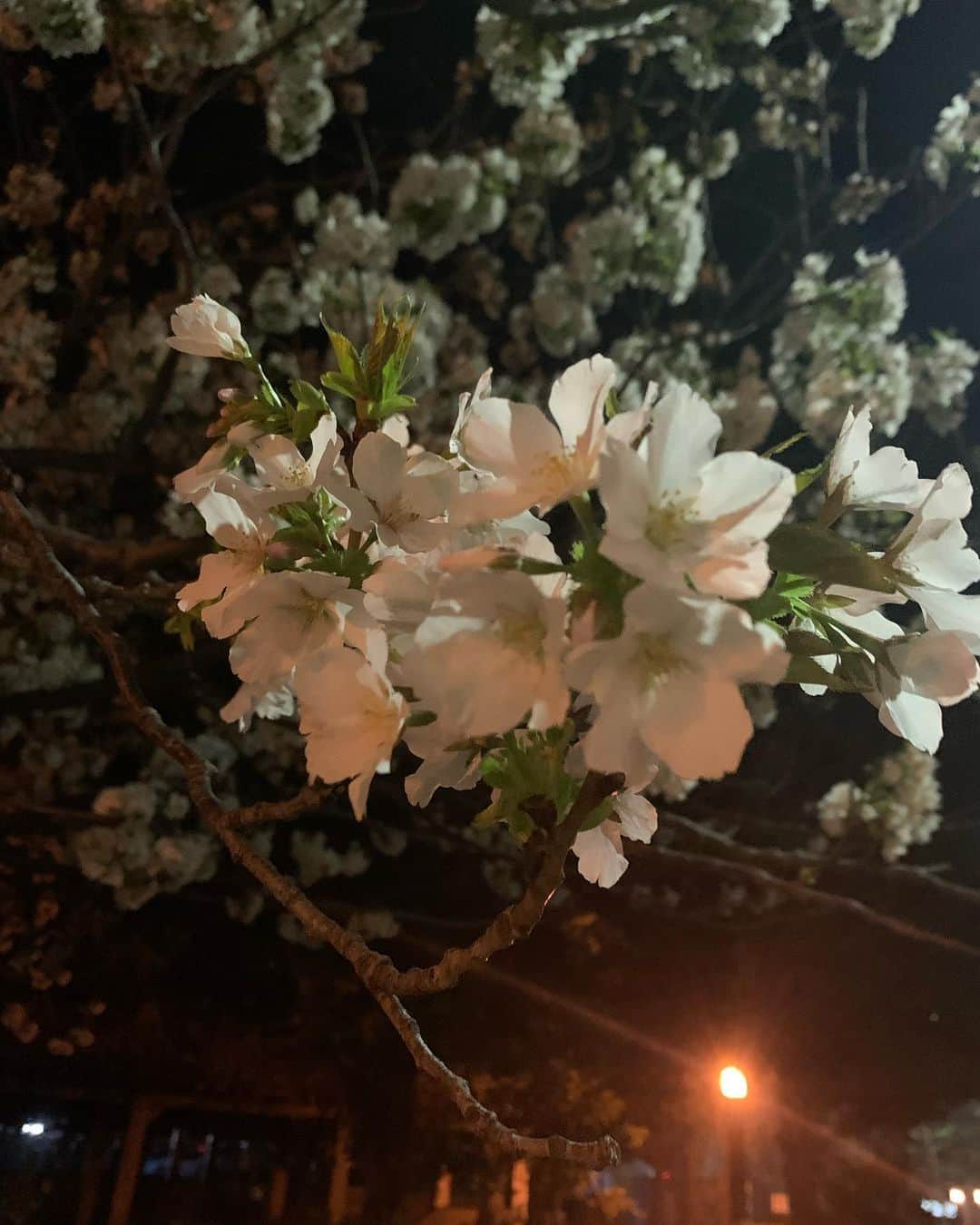 島村龍乃介さんのインスタグラム写真 - (島村龍乃介Instagram)「...🌸📸 #桜　 #知り合いに言われるまで #桜に気づかんかった #いつ咲いたんだ」3月24日 20時53分 - shimamuraryunosuke