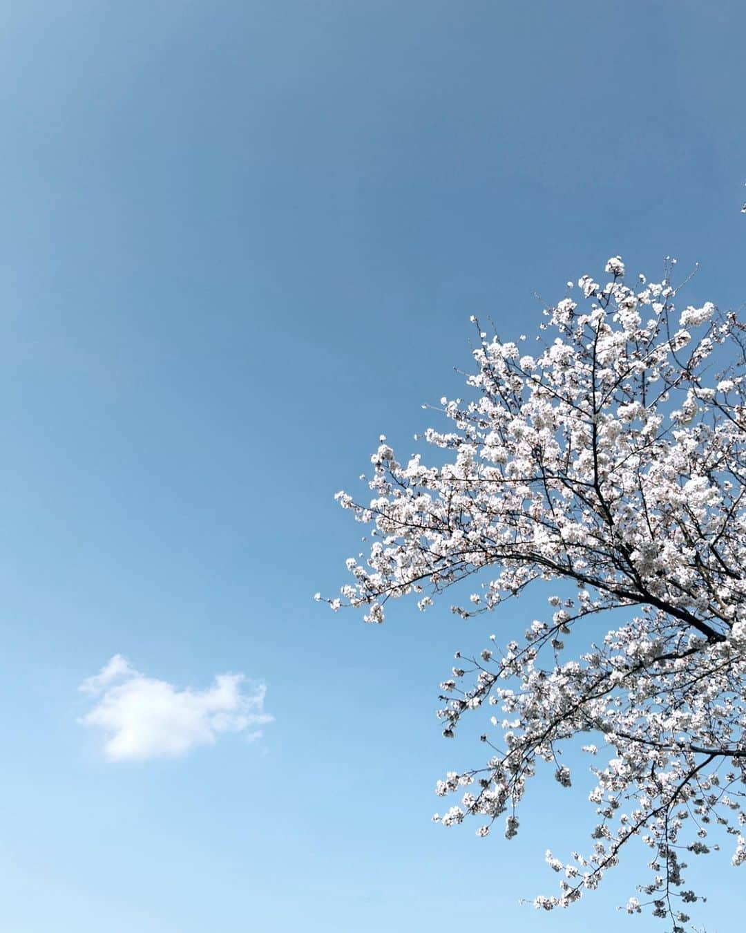 大原優乃さんのインスタグラム写真 - (大原優乃Instagram)「ㅤㅤㅤㅤㅤㅤㅤㅤㅤㅤㅤㅤㅤㅤㅤㅤㅤㅤㅤㅤㅤㅤㅤㅤㅤㅤ 作品に入り、撮影の日々☺︎  この現場の一員として 携われている日々がとても幸せです。  桜の蕾が芽を出す前から この作品に入っていましたが、 あっという間に咲き誇ってる🌸🌸」3月24日 21時00分 - yuno_ohara