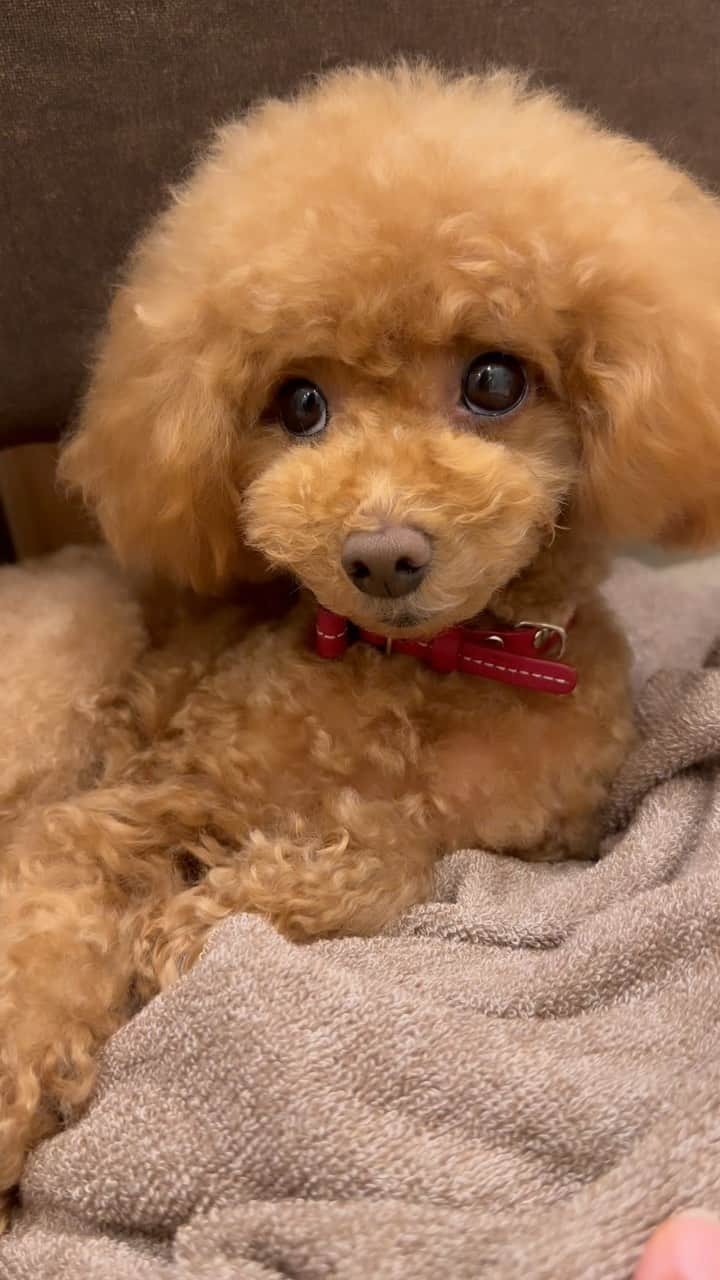 守永真彩のインスタグラム：「. . 4歳最初のトリミング🐶 お疲れさまでした🤍  #トイプードル #トリミング」