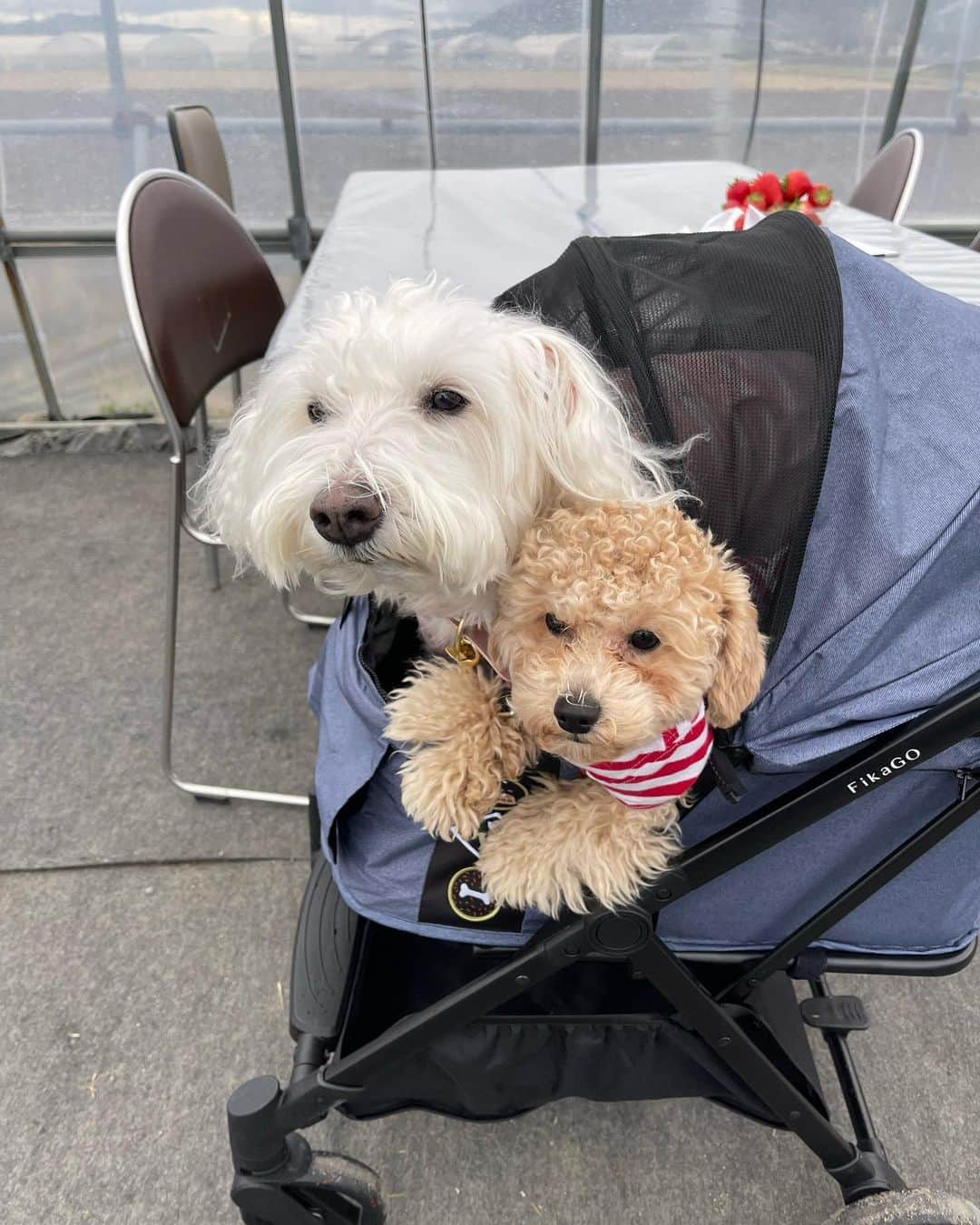 浦まゆさんのインスタグラム写真 - (浦まゆInstagram)「. 愛犬と行けるいちご狩りへ🍓 プライベートでは初めてのいちご狩り！！！ お天気崩れて寒かったけど、甘くて綺麗な苺に我が家の息子たちも大興奮でした🐶💗笑 そして観光パンフレットの撮影で定期的に訪れていた栃木県は、やっぱり人が温かくてだいすき🫶🏻  #いちご狩り #でこっぱち #犬がいる生活 #栃木県観光」3月24日 21時16分 - uramayu0908