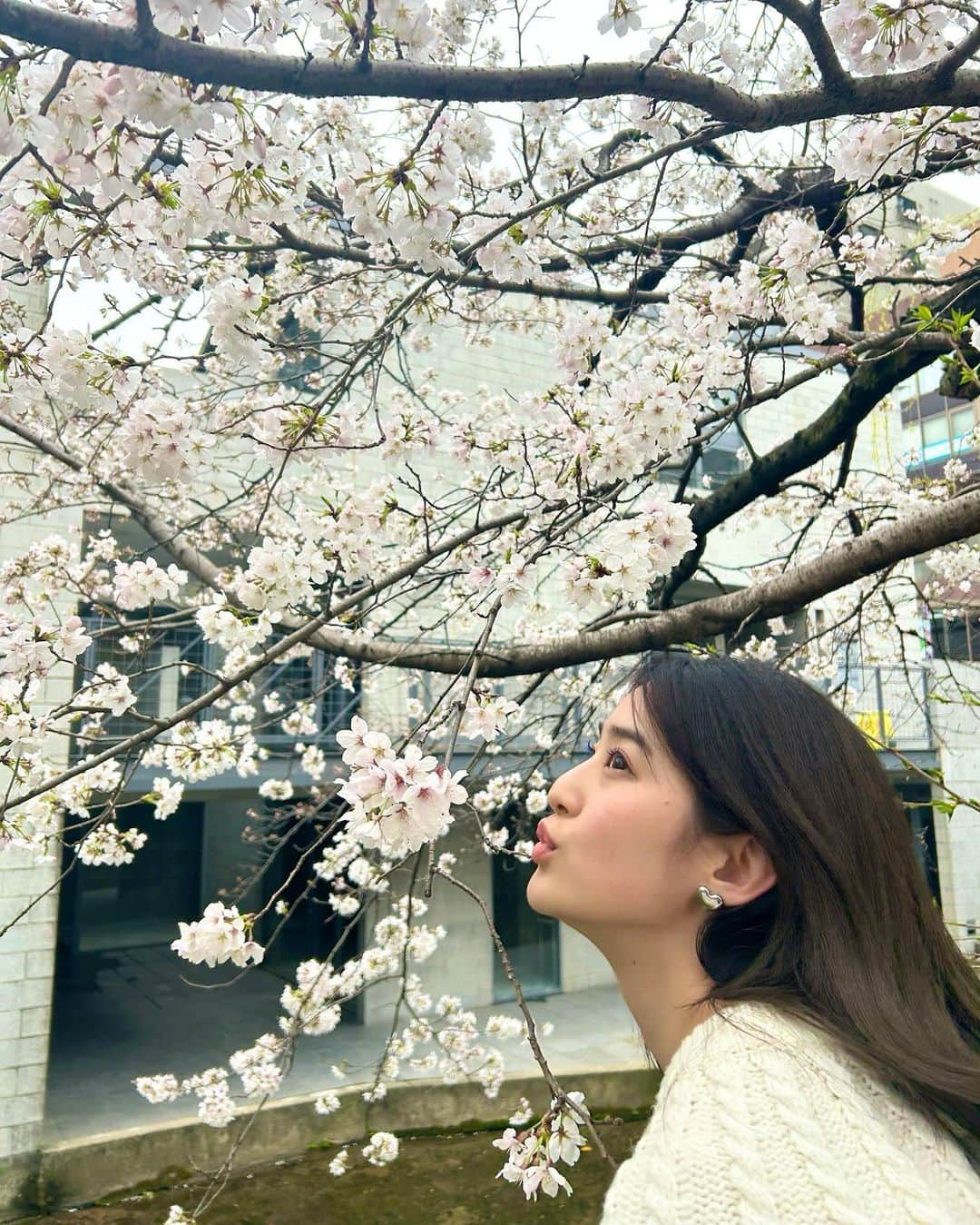 青野楓さんのインスタグラム写真 - (青野楓Instagram)「桜🌸今年も綺麗に咲いてくれてありがとう！in 京都  thank you for blooming beautifully 🥰」3月24日 21時13分 - kaede626