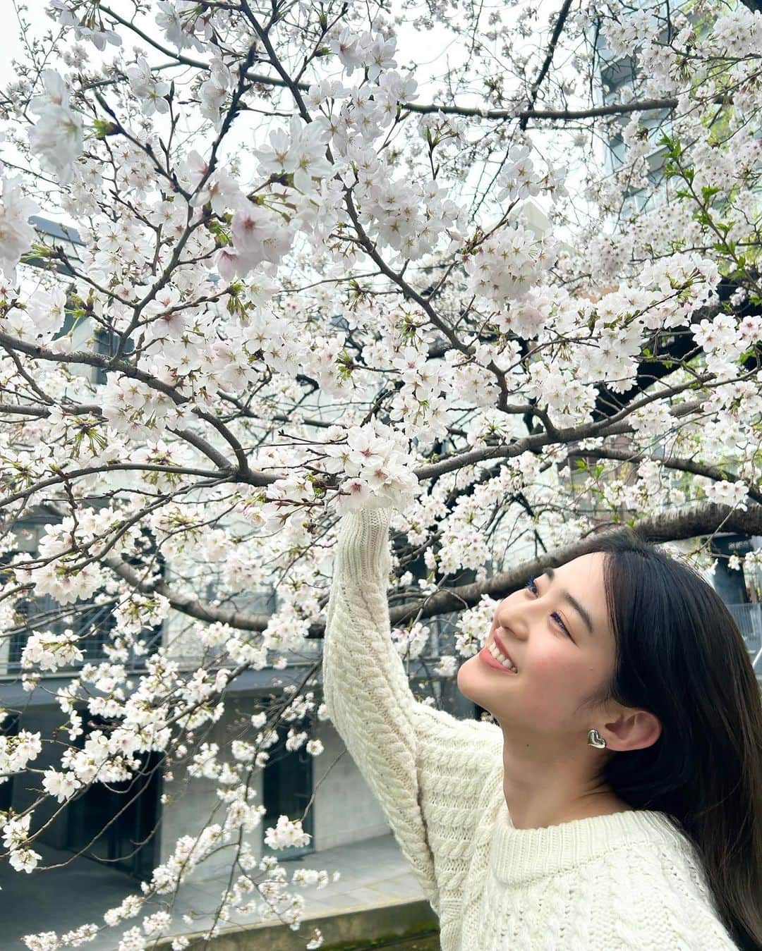 青野楓のインスタグラム：「桜🌸今年も綺麗に咲いてくれてありがとう！in 京都  thank you for blooming beautifully 🥰」