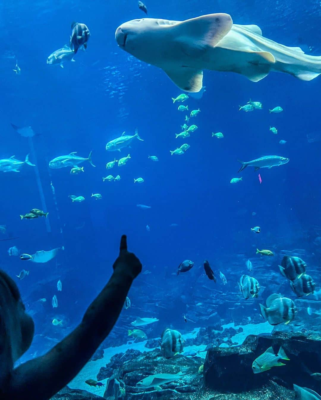 マシュー・デイビスさんのインスタグラム写真 - (マシュー・デイビスInstagram)「Don’t look now, but I think we’re surrounded by sharks 🦈🦈🦈  @georgiaaquarium」3月24日 12時24分 - immatthewdavis