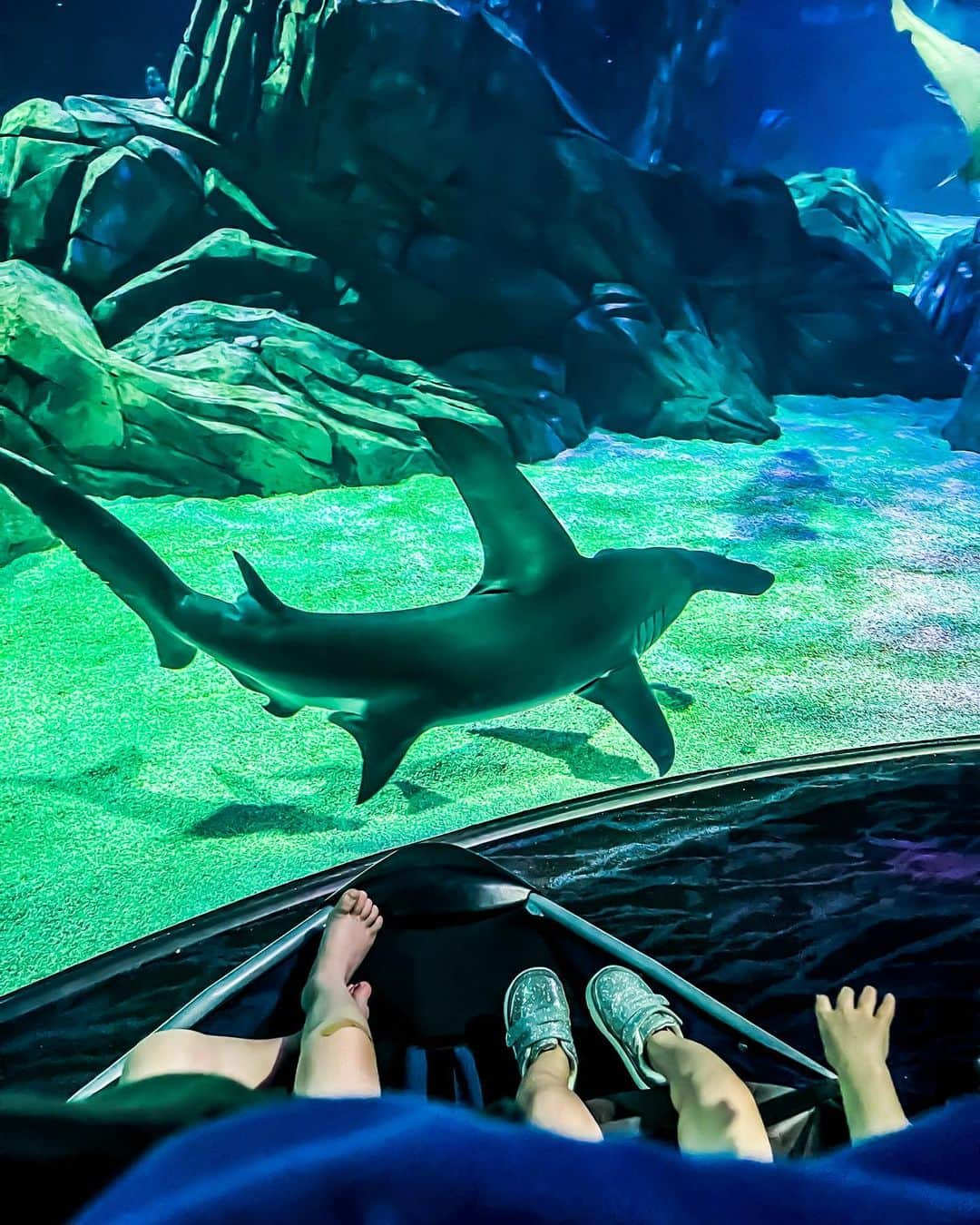 マシュー・デイビスさんのインスタグラム写真 - (マシュー・デイビスInstagram)「Don’t look now, but I think we’re surrounded by sharks 🦈🦈🦈  @georgiaaquarium」3月24日 12時24分 - immatthewdavis