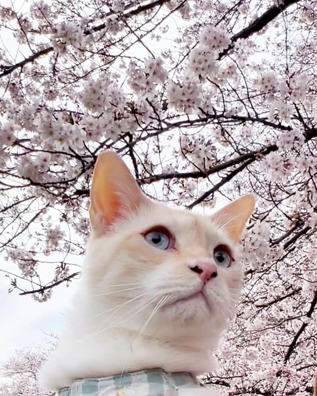 marimon0703__さんのインスタグラム写真 - (marimon0703__Instagram)「更新が開いてしまいました💦 月曜日にノロウイルスになりやっと食事が取れるようになりました😌  寝込んでる間に桜が開花していて今年は撮れないと思いましたが食事とって体力も出てきたのでソル散歩に行ってきました🐾 曇り空だけど今年も綺麗🌸✨  ソルくんと桜はソルくんが一才の時からなので今年で7年目。 来年も見れますように🌸  #ソルくんと桜   #cat#catstagram #instacat #catsofinstagram #catoftheday #lovecats #instagramcats #instagram #kitty #cat_features #ilovemycat#my_pet_feature #cutepetclub #catstocker #weeklyfluff #にゃんこ#ねこ#ねこ部#猫#ネコ#ふわもこ部#ペコねこ部#保護猫を家族に #保護猫と暮らす#桜#sakura#cherryblossom」3月24日 12時20分 - marimon0703__