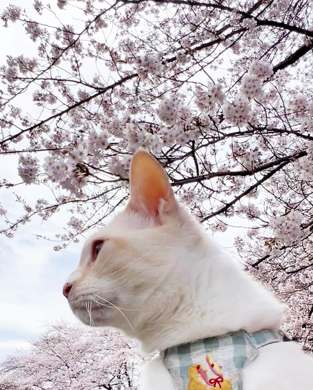 marimon0703__さんのインスタグラム写真 - (marimon0703__Instagram)「更新が開いてしまいました💦 月曜日にノロウイルスになりやっと食事が取れるようになりました😌  寝込んでる間に桜が開花していて今年は撮れないと思いましたが食事とって体力も出てきたのでソル散歩に行ってきました🐾 曇り空だけど今年も綺麗🌸✨  ソルくんと桜はソルくんが一才の時からなので今年で7年目。 来年も見れますように🌸  #ソルくんと桜   #cat#catstagram #instacat #catsofinstagram #catoftheday #lovecats #instagramcats #instagram #kitty #cat_features #ilovemycat#my_pet_feature #cutepetclub #catstocker #weeklyfluff #にゃんこ#ねこ#ねこ部#猫#ネコ#ふわもこ部#ペコねこ部#保護猫を家族に #保護猫と暮らす#桜#sakura#cherryblossom」3月24日 12時20分 - marimon0703__