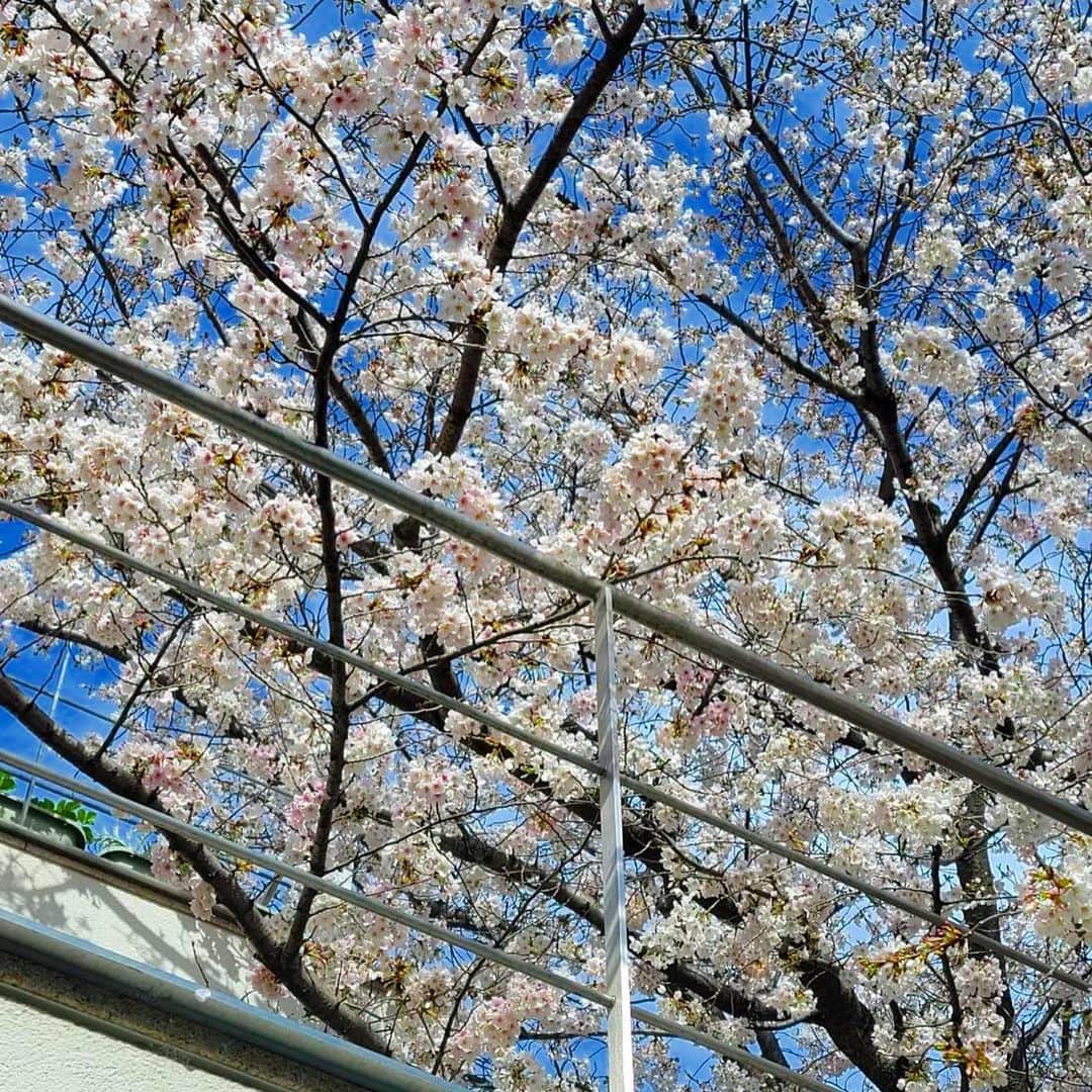 梅沢富美男さんのインスタグラム写真 - (梅沢富美男Instagram)「我が家の桜も満開です。 夢子とお花見。 今日はお天気もよくていい気持ち！  #桜 #花見 #トイプードル」3月24日 12時26分 - tomioumezawa