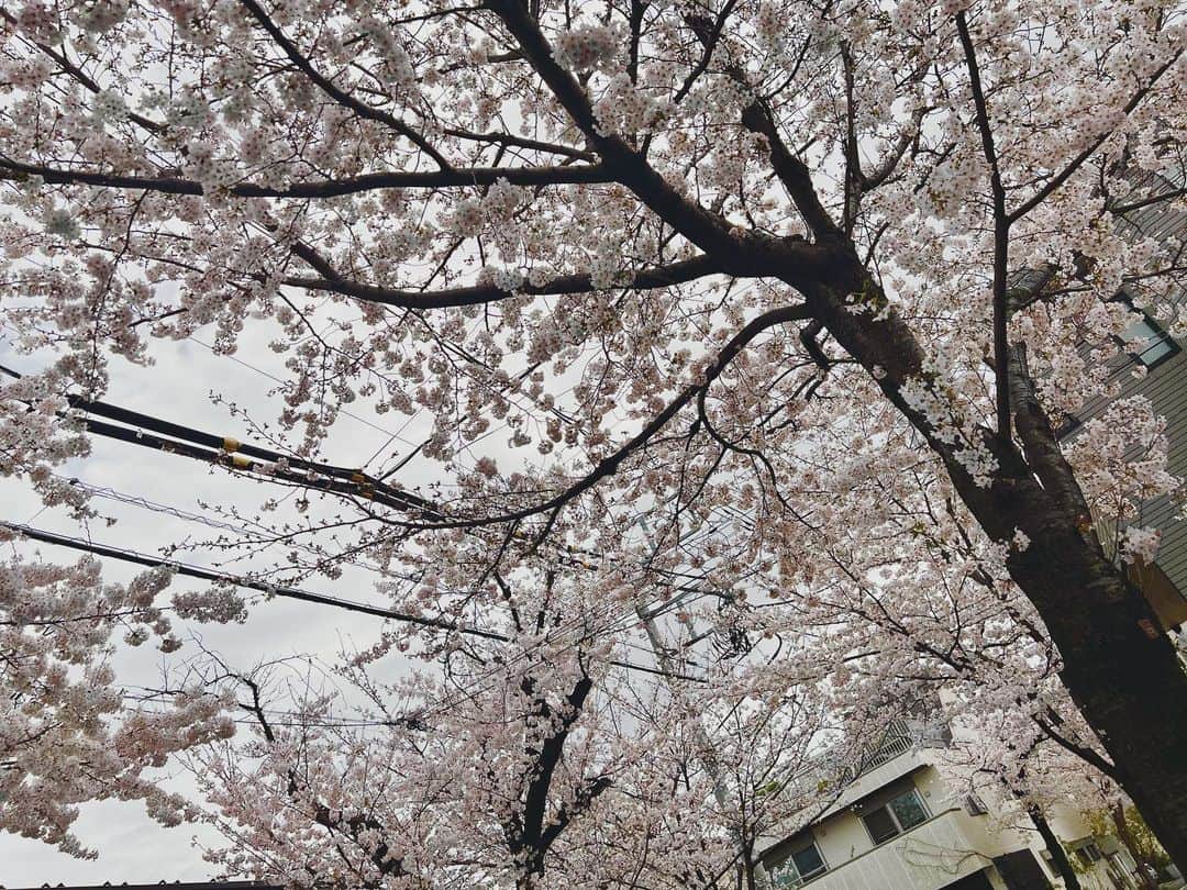 坂本美雨さんのインスタグラム写真 - (坂本美雨Instagram)「今日小学校は卒業式や終業式が多いのかな。 みなさんおめでとうございますっ おつかれさまでした。 今日くらいは自分を甘やかしてね🍰」3月24日 12時35分 - miu_sakamoto