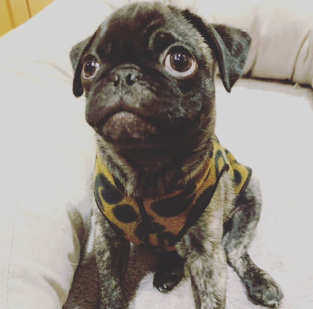 pugsofinstagramのインスタグラム：「Archie 12/10/19 #nationalpuppyday」