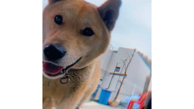 シン・ソユルのインスタグラム：「옆 집 강아지🐶」