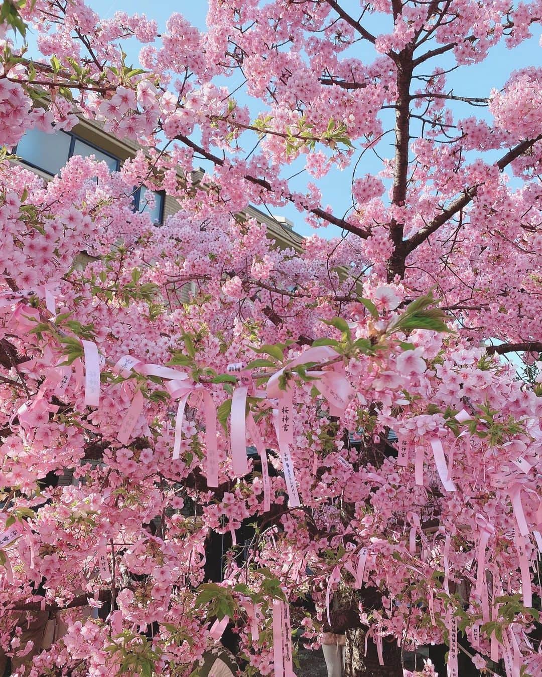 一ノ瀬まりなさんのインスタグラム写真 - (一ノ瀬まりなInstagram)「🌸♡🌸♡🌸  毎年時期逃しててやっと行けた🌸 ピンクの桜可愛かった〜♡♡  人たくさんいたけどお参りの列は そこまで混んでなかったよ🐥♡  花粉は相変わらずすごかった(´∩ω∩`)笑 #桜 #さくら #春ワンピース #ジャケットコート #春コーデ #laissepasse #春ワンピ #31sonsdemode #ロングジャケット」3月24日 13時52分 - yuyuyu_marina