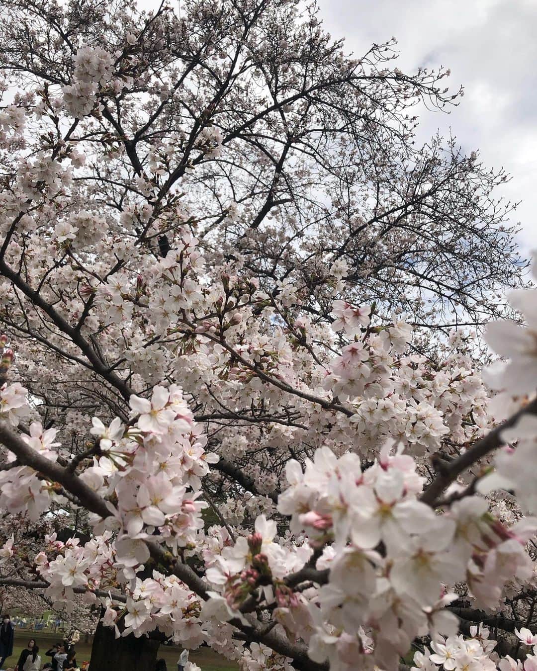 大和田獏のインスタグラム：「#ばくさんぽ  砧公園の桜🌸満開でした❣️ 何故に人はこんなにも桜に心を惹かれるのでしょうか⁉️ 思うに、花火やシャボン玉と同じ様に刹那の美しさだからかも知れません。 その儚さに愛しさを感じるのかも？ (散る桜残る桜も散る桜) でも、花は散っても又新しい葉が生まれる！ そんな事を思いながらの孫との花見でした。」