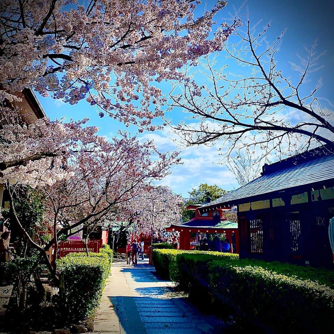 乃下未帆さんのインスタグラム写真 - (乃下未帆Instagram)「#京都 #車折神社 #車折神社でお参り #七海ななちゃん #みつけた #札 #芸能神社 #参拝の周り方 #難しかった #龍神 #キーホルダー #マイク袋につけた #おみくじは #小吉 #あとは上がるだけ #桜 #ひらひら舞って綺麗だった！ #🌸 #⛩ #japan #kyoto」3月24日 14時34分 - noshita34