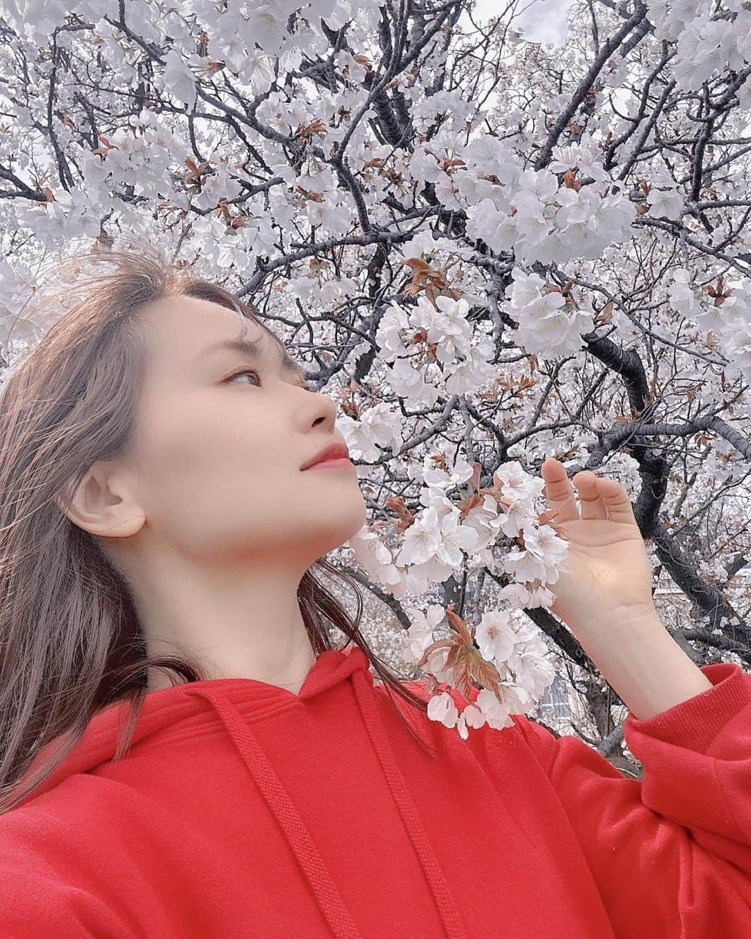 大和姫呂未のインスタグラム：「桜咲いてますね🌸  三月は節目の季節。 色々思い出します。  今年も桜が見れて、こうしてこの世に生かして頂き、歌を歌うことができ、ありがとうございます。  #桜 #三月 #シンガーソングライター #感謝」