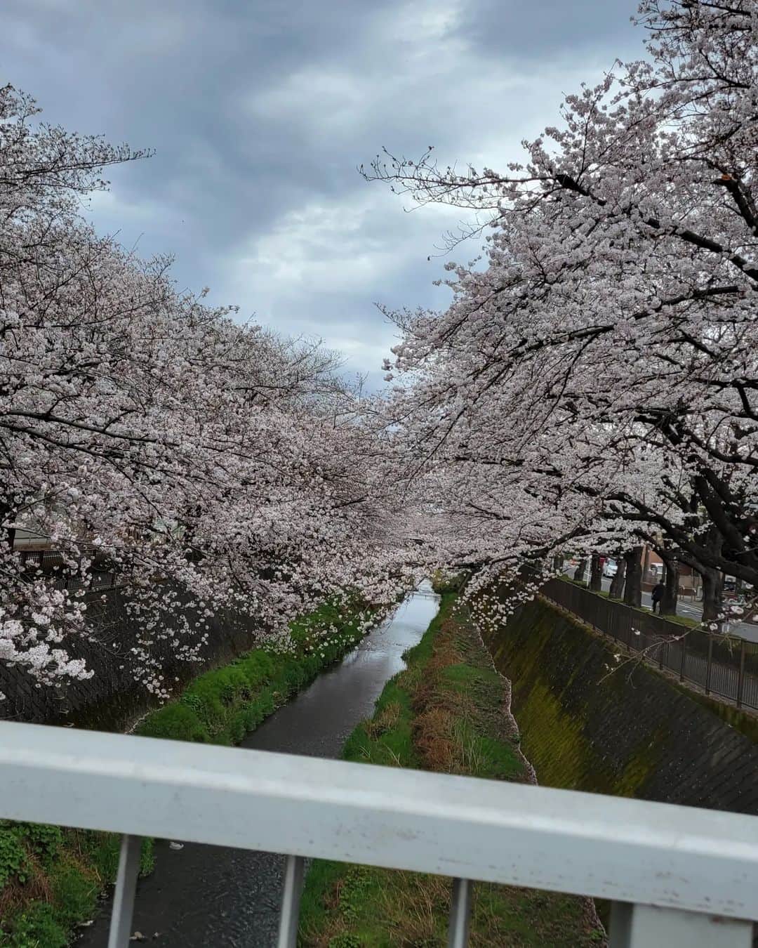 音無美紀子さんのインスタグラム写真 - (音無美紀子Instagram)「今年の桜を見逃すまいと、我が町自慢の桜スポットを散歩。夕方から雨って、ああ間に合って良かった。 皆さん、WBC 侍JAPANロスになっていませんか？ インスタの侍たちの動画を観ては興奮が甦る😍😍😍 日本中を元気にしてくれた彼らよ、ありがとう😉👍️🎶 決して諦めない 信頼する、信頼に応える 、支え会う、喜びを分かち合う、 夫婦も同じね。 最高の場面で、最高の力を発揮する、そんな私でありたい。 #満開の桜 #お花見」3月24日 14時45分 - mikikootonashi