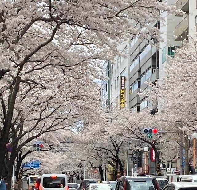 政宗のインスタグラム：「#中野通り は桜が満開  ゆっくりと花見を思っていた矢先雨が降り始めてきたので早々に退散  やはり桜はイイ」