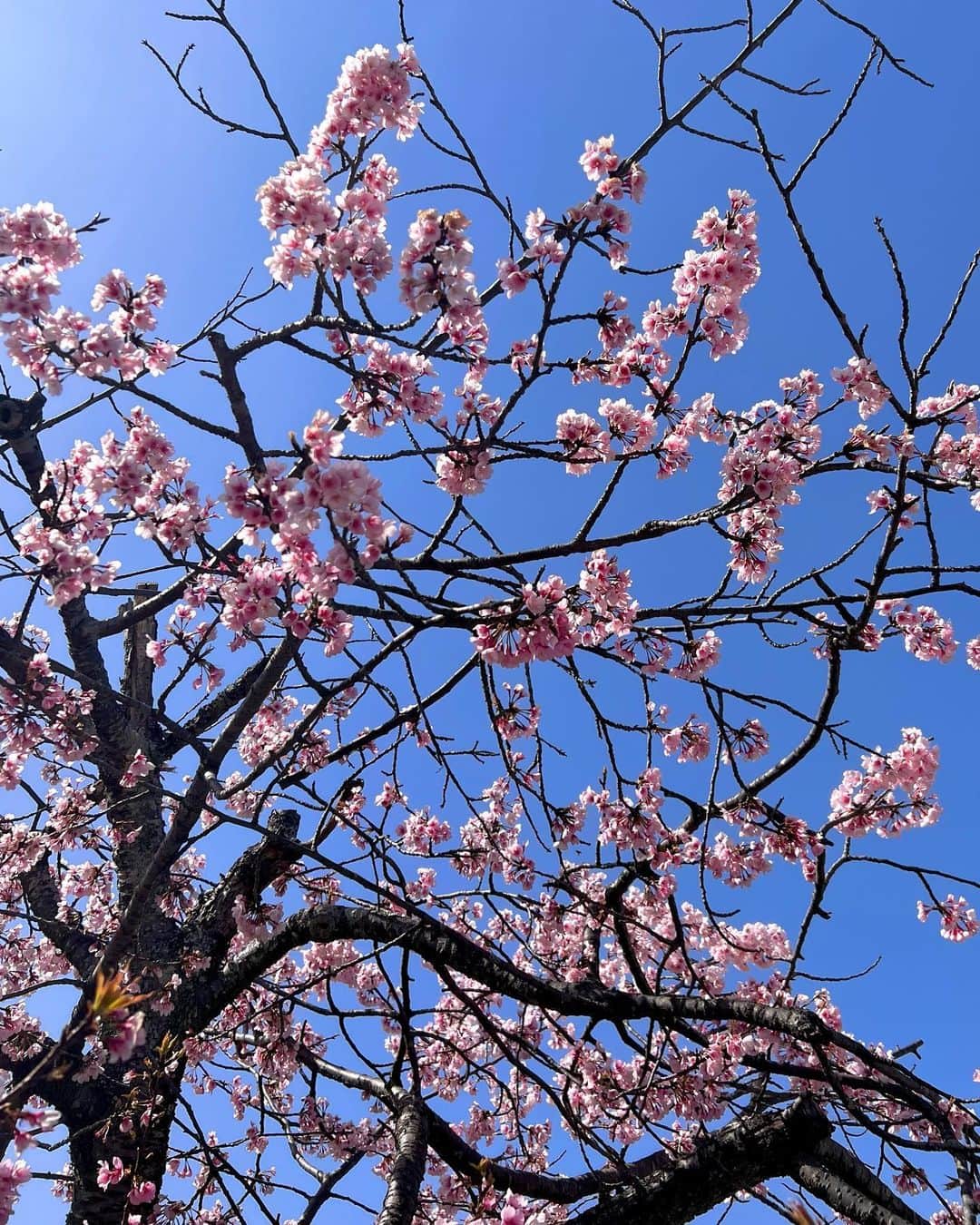 AO のインスタグラム：「🌸 まだお花見してないから雨で散らないデーーー🫴」