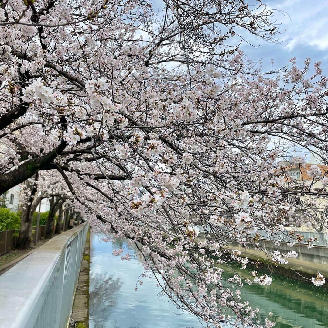 ナカヤマユキコさんのインスタグラム写真 - (ナカヤマユキコInstagram)「.      ずーーーっと待ってたのに 一瞬で咲いて一瞬で散っちゃう😕          毎年見てるこの川沿いの桜が1番好き🌸   来年は両サイド満開の景色が見れるといいな〜                  .」3月24日 15時53分 - iam_uk