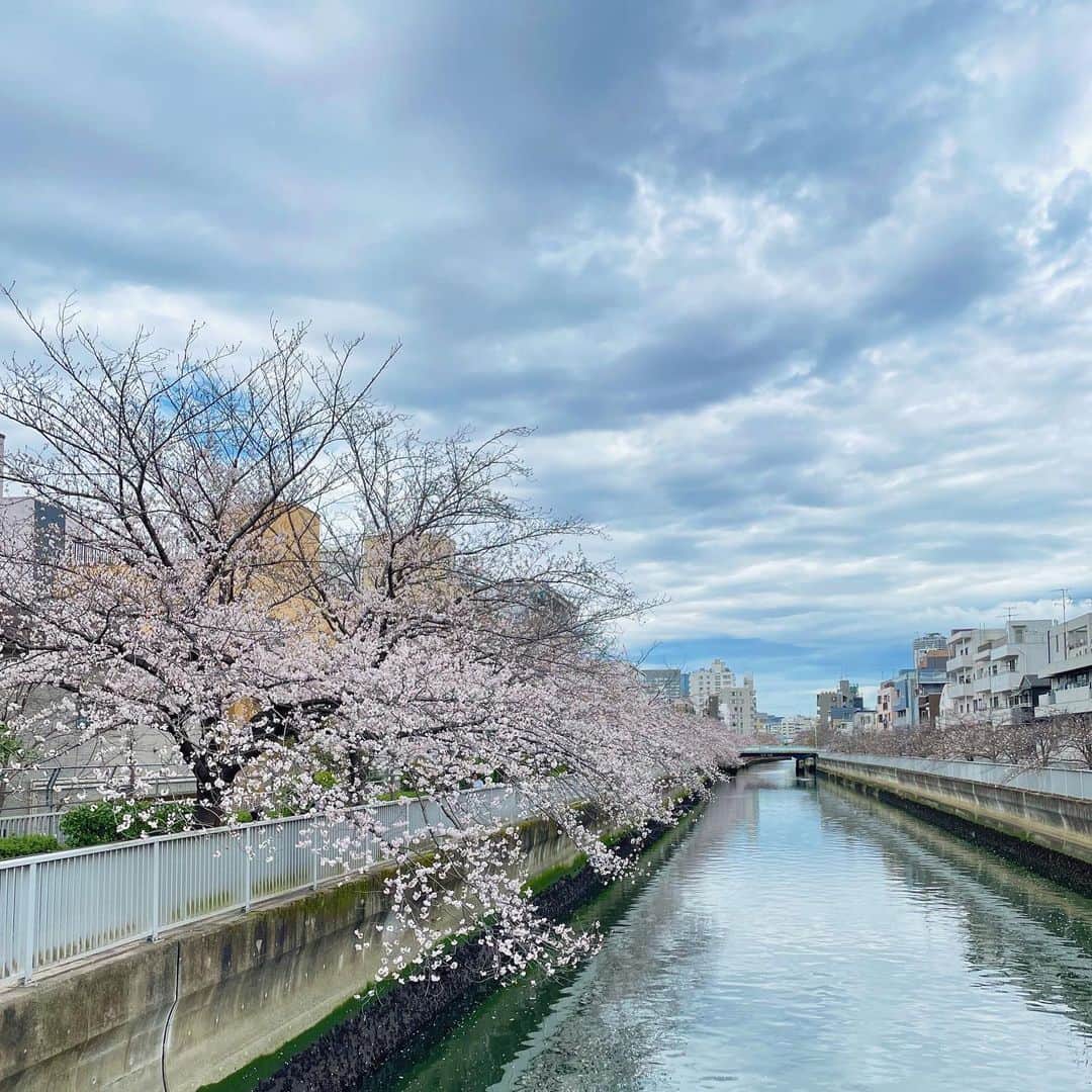 ナカヤマユキコさんのインスタグラム写真 - (ナカヤマユキコInstagram)「.      ずーーーっと待ってたのに 一瞬で咲いて一瞬で散っちゃう😕          毎年見てるこの川沿いの桜が1番好き🌸   来年は両サイド満開の景色が見れるといいな〜                  .」3月24日 15時53分 - iam_uk