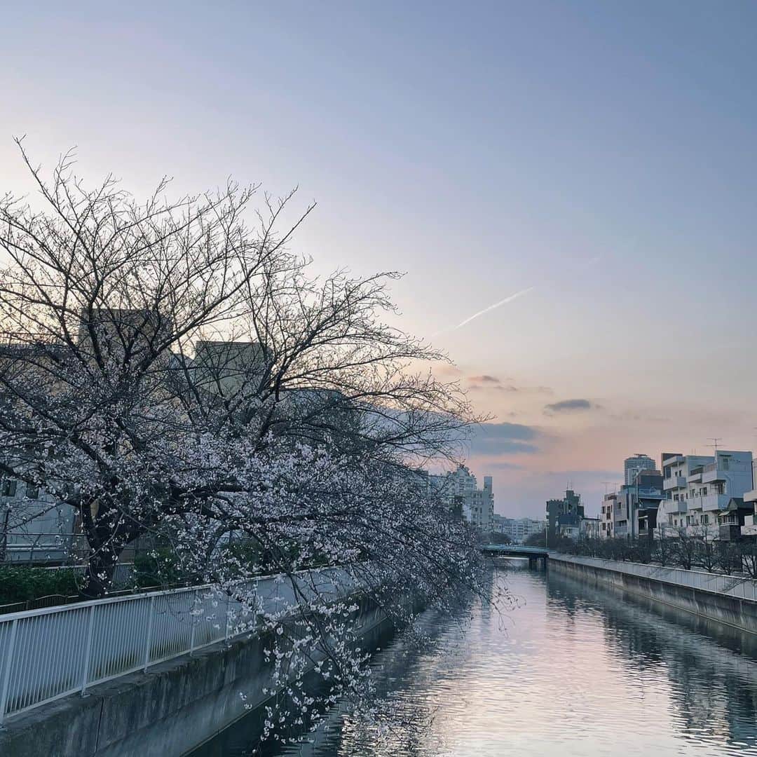 ナカヤマユキコのインスタグラム：「.      ずーーーっと待ってたのに 一瞬で咲いて一瞬で散っちゃう😕          毎年見てるこの川沿いの桜が1番好き🌸   来年は両サイド満開の景色が見れるといいな〜                  .」