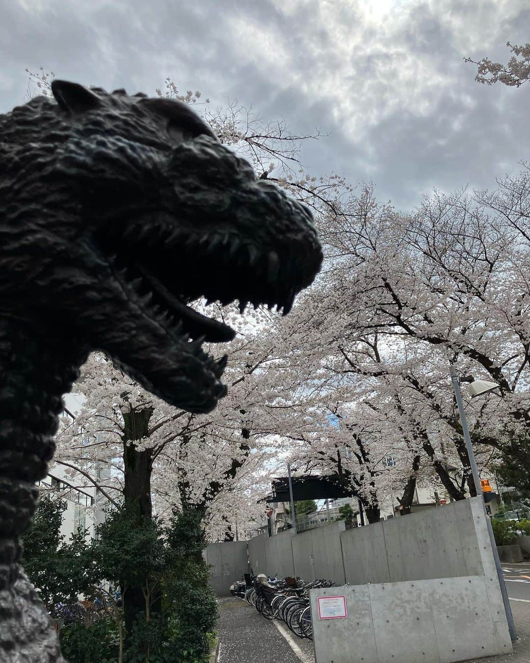 渡辺喜美のインスタグラム：「桜満開🌸 侍ジャパン🇯🇵 熱狂続く❣️」