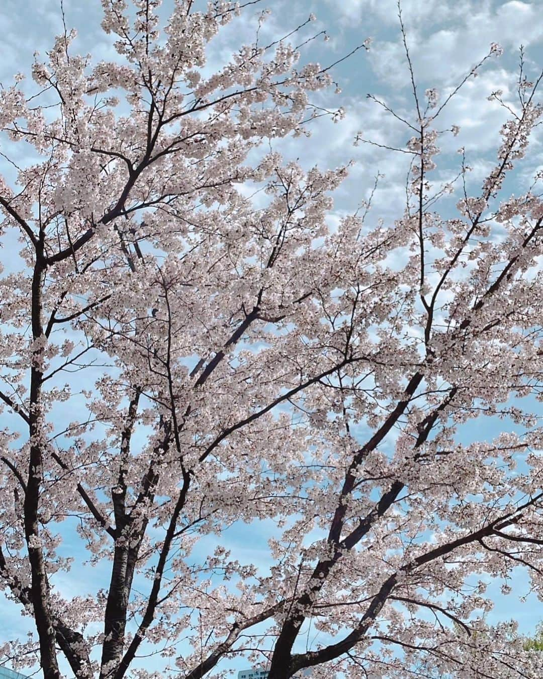 市川由衣のインスタグラム：「. はろー ⁡ 先日わいわいお花見🌸しました。簡単なお弁当つくって😂🍙はにいちゃん作♡本日配信のIMAではそんなお花見や卒園式のお話をしています。　 よかったらお耳を拝借〜👂✨✨」