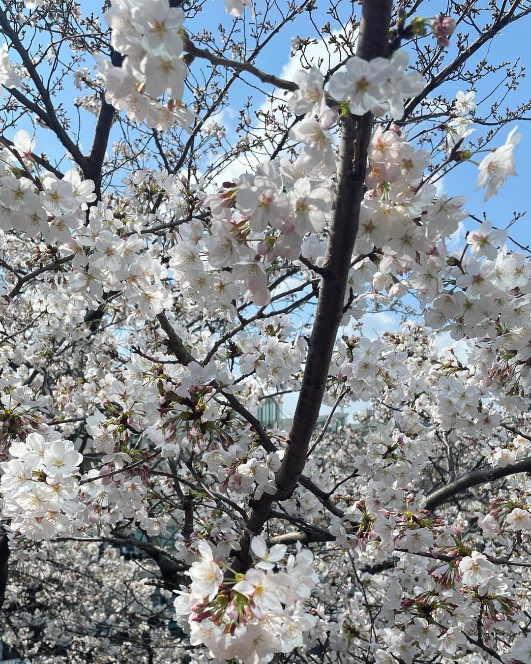 牧山純子さんのインスタグラム写真 - (牧山純子Instagram)「満開なのに雨模様。もう少し楽しみたいから頑張って欲しいな🌸 ちなみにこれは水曜日の桜たち。  #桜 #cherryblossom」3月24日 21時34分 - junko.violin1202