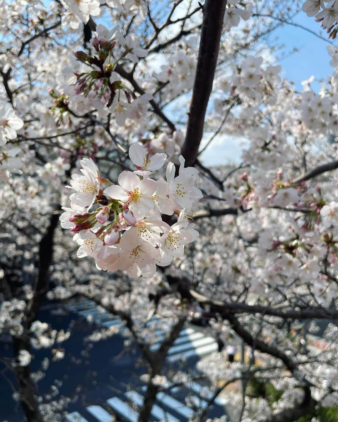 牧山純子のインスタグラム：「満開なのに雨模様。もう少し楽しみたいから頑張って欲しいな🌸 ちなみにこれは水曜日の桜たち。  #桜 #cherryblossom」