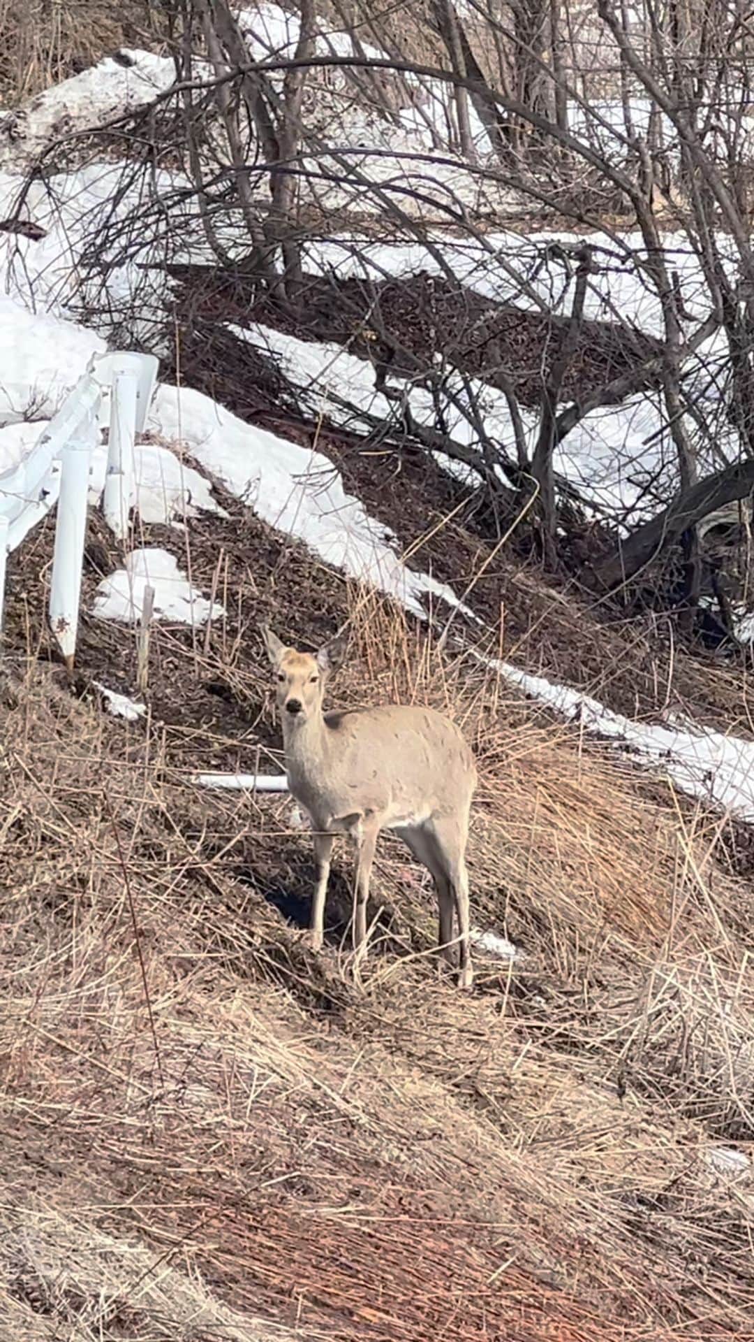 宮﨑香蓮のインスタグラム：「鹿にも会った🦌！！ #北海道」