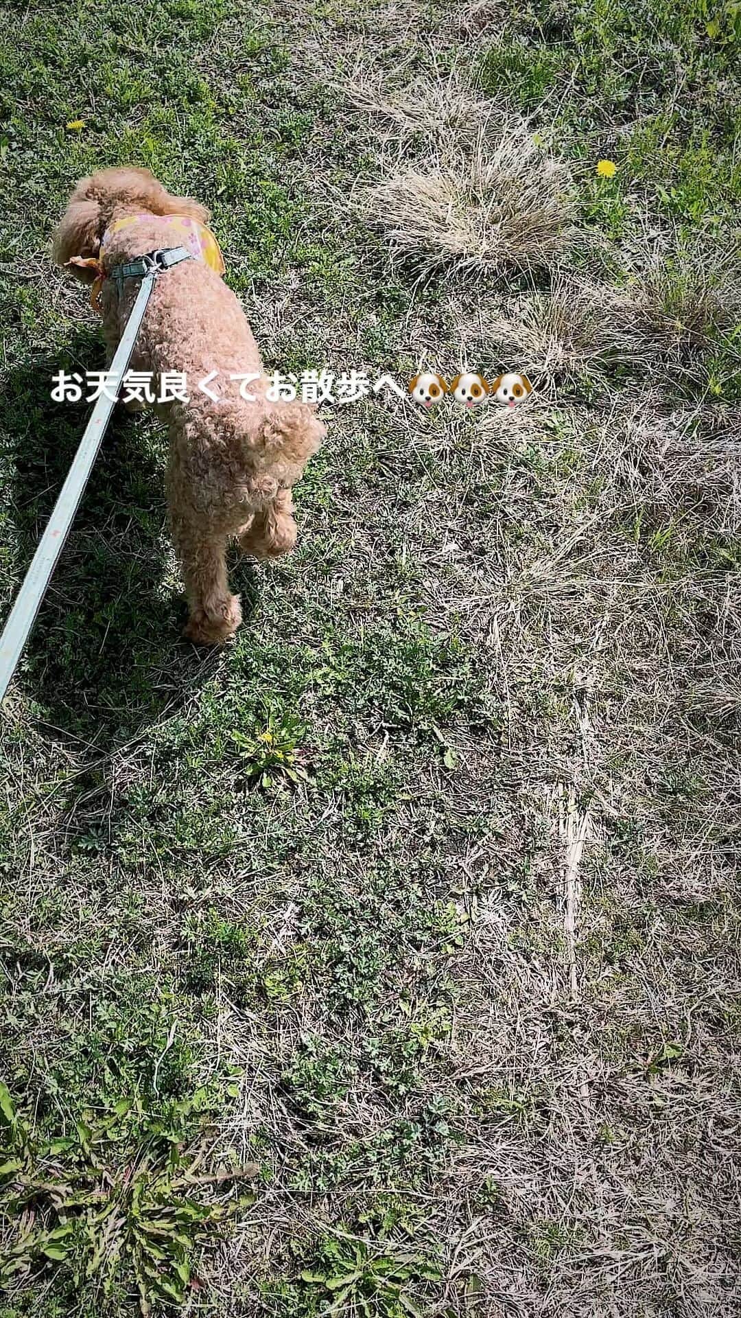 のインスタグラム：「トコトコ〜🦮 トコトコトコトコ〜🦮🐕‍🦺」