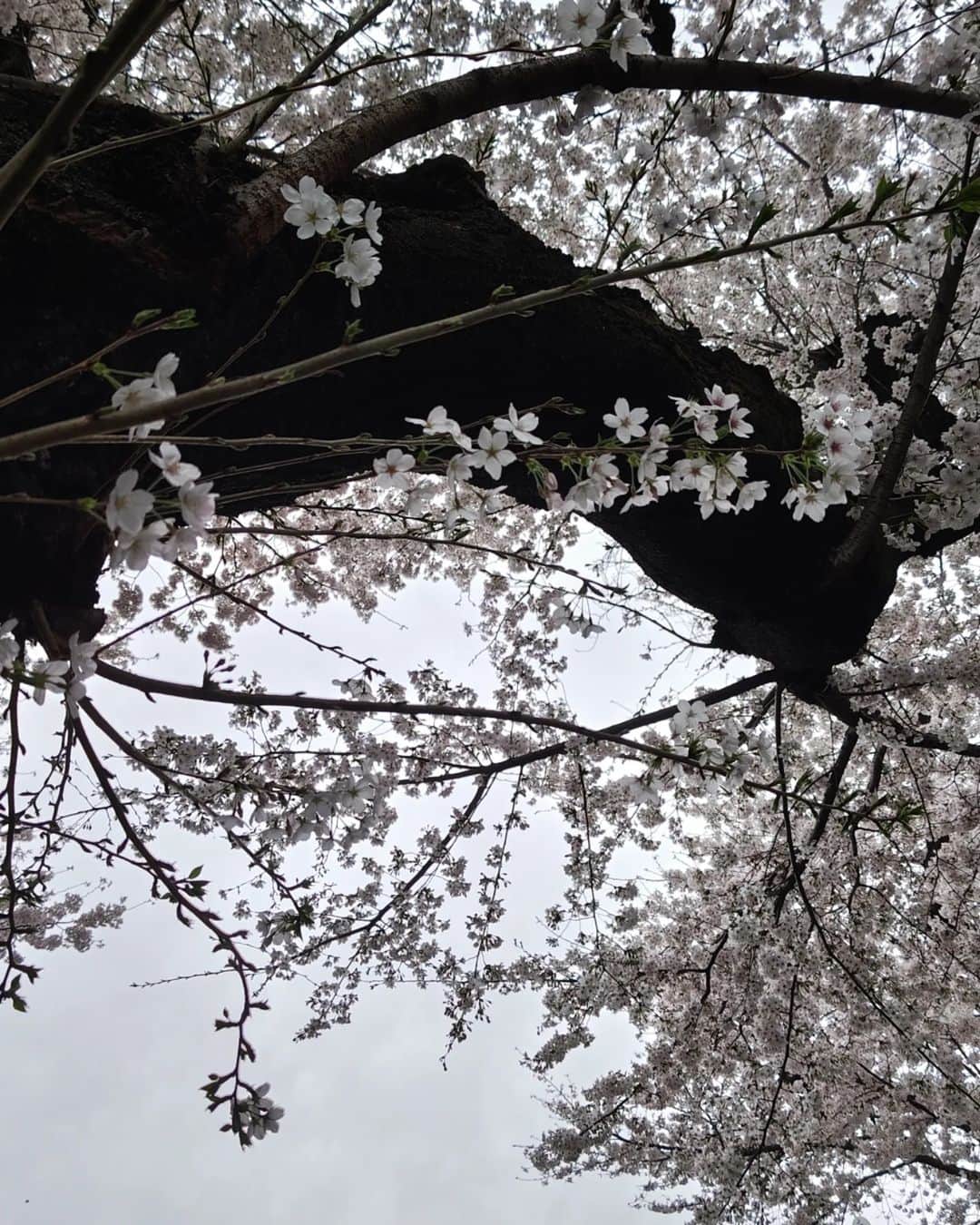 atsukoさんのインスタグラム写真 - (atsukoInstagram)「雨です。桜もちょっとどんより。  #angela_jpn #atsuko #春 #animesong」3月24日 16時06分 - angela_atsuko