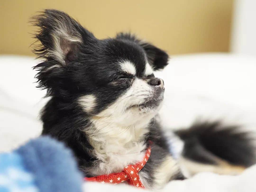服部ひで子のインスタグラム：「実家のワンコ。  お父さん命名。 チワワの『チワくん🐕』  こないだ 甥っ子たちが  「チワワーー！！」 「チワワーーー！！」  と呼んで遊んでいた。  ……完全に勘違いしてる、、、笑！  #チワワ #ロングコートチワワ」