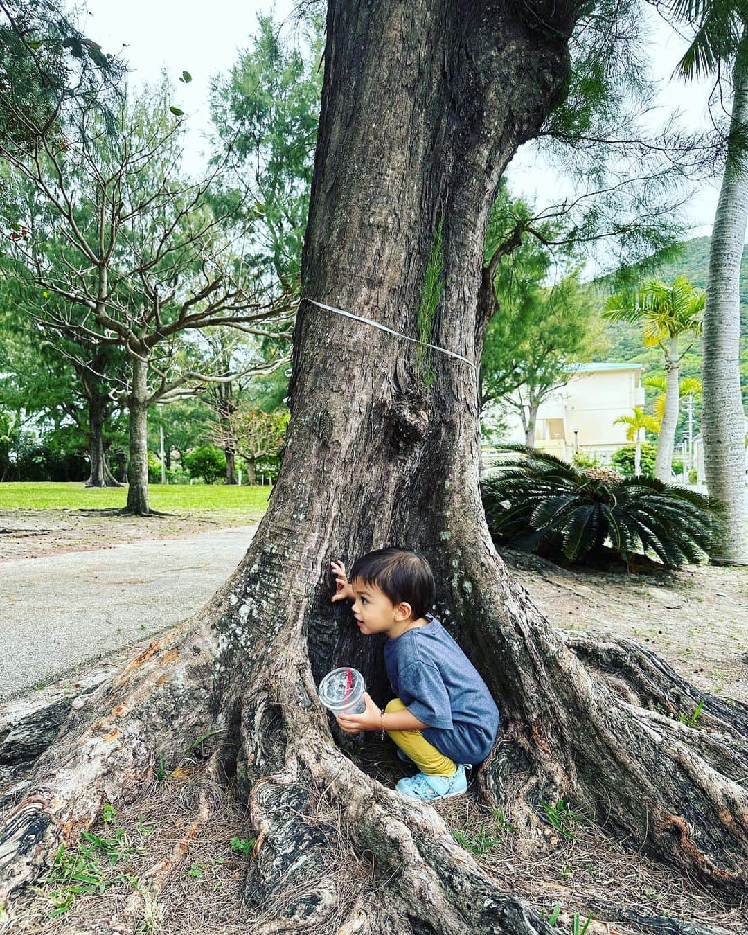 福本幸子のインスタグラム：「He loves #hideandseek #かくれんぼ」