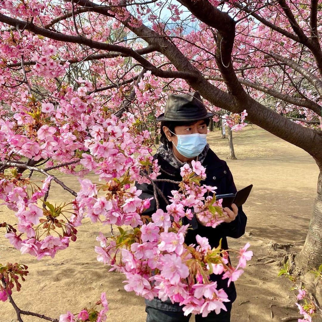 水木一郎さんのインスタグラム写真 - (水木一郎Instagram)「【水木一郎スタッフより】 アニキと桜① 去年の今頃、ウォーキングがてら近くの公園でお花見…のアニキ。  #お花見 #桜 #満開 #ウォーキング #水木一郎」3月24日 16時45分 - ichiromizuki