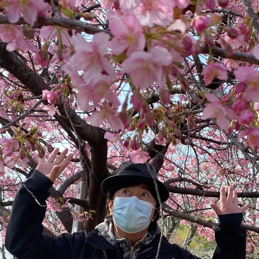 水木一郎のインスタグラム：「【水木一郎スタッフより】 アニキと桜① 去年の今頃、ウォーキングがてら近くの公園でお花見…のアニキ。  #お花見 #桜 #満開 #ウォーキング #水木一郎」