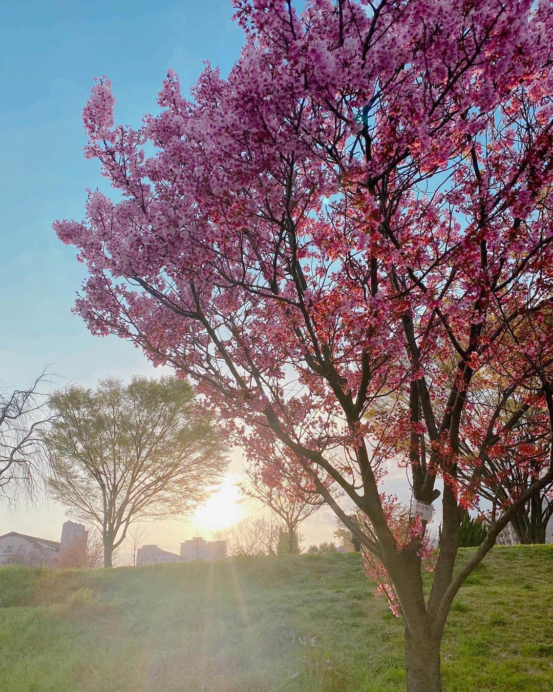 のインスタグラム：「先日の撮影の時の西陽に光輝く桜🌸 とても綺麗に撮れたー📸  昨日から続く雨で枯れてしまいそうだね☔️  今年は桜咲くの早い気がする。 こりゃ入園式までもたないなぁー🤣  #西陽と桜  #桜 #cherryblossom」
