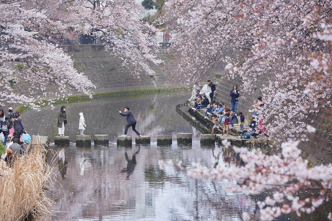 東急電鉄さんのインスタグラム写真 - (東急電鉄Instagram)「＼東急電鉄×横浜市交通局コラボ企画／  東急新横浜線開業により、東急線は横浜市営地下鉄と横浜駅・あざみ野駅・日吉駅に加え、新横浜駅とも新たにつながり、ますます便利になりました。 東急電鉄公式Instagramと横浜市交通局Instagramでは相互のおすすめスポットを紹介！ ぜひお出かけください♪  横浜市交通局Instagram　 @gurutto_yokohama_official  【横浜の桜の名所 大岡川】 横浜の定番お花見スポットをご紹介します。  横浜市営地下鉄ブルーライン 弘明寺駅から徒歩２分。 大岡川沿いにある5㎞ほど続く桜並木。 川沿いに咲き誇る約700本の桜は見ごたえたっぷり。 クルーズ船やSUPを楽しみながら桜を見上げるもおすすめです♪ 夜はライトアップされた桜もお楽しみください。  【南区制80周年記念みなみ桜まつり】 ●大岡川沿いのライトアップ・ぼんぼり点灯　 ３月24日（金）～４月９日（日）18時～21時 場所：大岡川プロムナード（観音橋～清水橋 横浜市南区弘明寺町ほか）  ●蒔田公園イベント 　３月25日（土）・26日（日）10時～15時 　場所：蒔田公園（横浜市南区宿町1-1）  #東急新横浜線 #東急電鉄 #こどもの国線 #東横線 #田園都市線 #池上線 #東急線 #東急 #tokyu　　 #ぐるっと横浜 #ぐるっと #横浜 #横浜市営交通 #横浜市交通局 #横浜市営地下鉄 #ブルーライン #新横浜駅 #新横浜 #こどもの国 #青葉区 #菊名桜山公園 #港北区 #目黒川 #桜並木 #桜 #お花見」3月24日 17時00分 - tokyu_railways