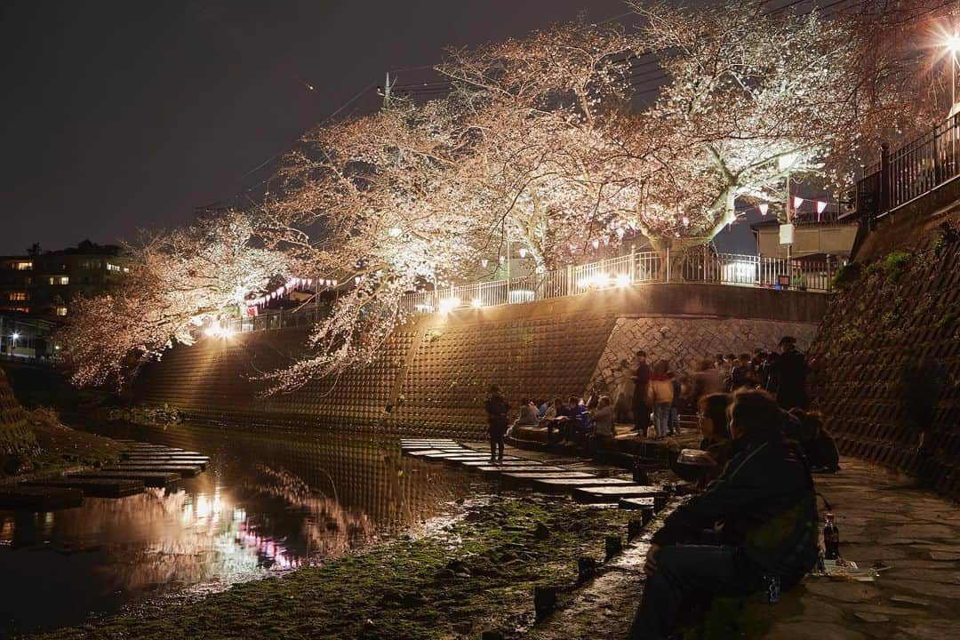 東急電鉄さんのインスタグラム写真 - (東急電鉄Instagram)「＼東急電鉄×横浜市交通局コラボ企画／  東急新横浜線開業により、東急線は横浜市営地下鉄と横浜駅・あざみ野駅・日吉駅に加え、新横浜駅とも新たにつながり、ますます便利になりました。 東急電鉄公式Instagramと横浜市交通局Instagramでは相互のおすすめスポットを紹介！ ぜひお出かけください♪  横浜市交通局Instagram　 @gurutto_yokohama_official  【横浜の桜の名所 大岡川】 横浜の定番お花見スポットをご紹介します。  横浜市営地下鉄ブルーライン 弘明寺駅から徒歩２分。 大岡川沿いにある5㎞ほど続く桜並木。 川沿いに咲き誇る約700本の桜は見ごたえたっぷり。 クルーズ船やSUPを楽しみながら桜を見上げるもおすすめです♪ 夜はライトアップされた桜もお楽しみください。  【南区制80周年記念みなみ桜まつり】 ●大岡川沿いのライトアップ・ぼんぼり点灯　 ３月24日（金）～４月９日（日）18時～21時 場所：大岡川プロムナード（観音橋～清水橋 横浜市南区弘明寺町ほか）  ●蒔田公園イベント 　３月25日（土）・26日（日）10時～15時 　場所：蒔田公園（横浜市南区宿町1-1）  #東急新横浜線 #東急電鉄 #こどもの国線 #東横線 #田園都市線 #池上線 #東急線 #東急 #tokyu　　 #ぐるっと横浜 #ぐるっと #横浜 #横浜市営交通 #横浜市交通局 #横浜市営地下鉄 #ブルーライン #新横浜駅 #新横浜 #こどもの国 #青葉区 #菊名桜山公園 #港北区 #目黒川 #桜並木 #桜 #お花見」3月24日 17時00分 - tokyu_railways