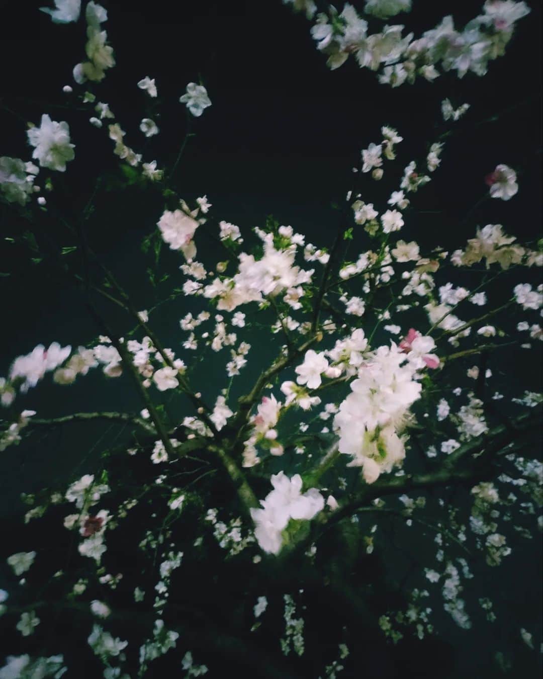 工藤里紗のインスタグラム：「苦手だった桜。。 五分咲き、夜桜 はいい感じ🌸」