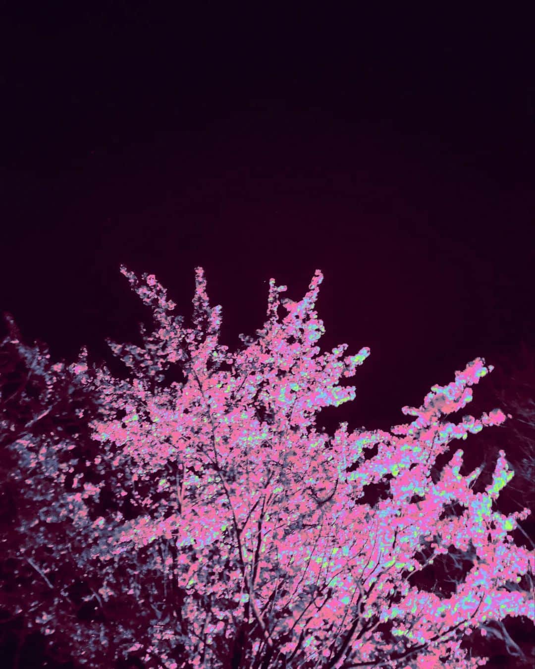 工藤里紗さんのインスタグラム写真 - (工藤里紗Instagram)「苦手だった桜。。 五分咲き、夜桜 はいい感じ🌸」3月24日 17時08分 - risa910104