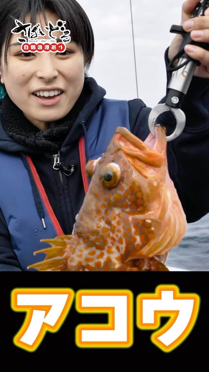 白鶴酒造株式会社のインスタグラム：「🐟 クエ釣りで長崎の海で超高級＆超大物Get！ さばいどるかほなんの「白鶴漁港巡りシリーズ」から 大迫力のショートシリーズ！  今回は長崎県のクエ釣りの様子！ 全編はこちらから https://youtu.be/pI0HI2eROBw  #白鶴 #漁港巡り #クエ釣り」