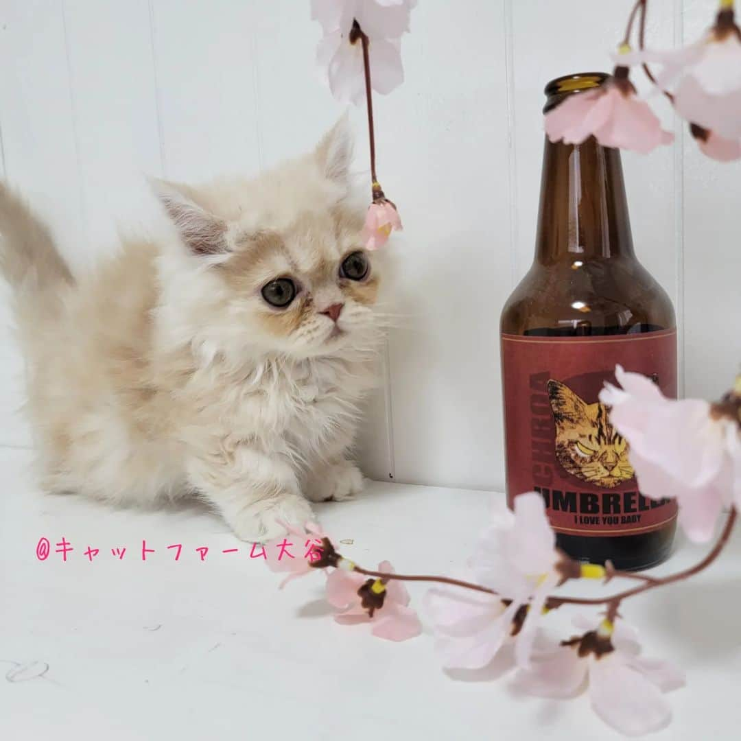 マンチカン(munchkin)キャットファーム大谷さんのインスタグラム写真 - (マンチカン(munchkin)キャットファーム大谷Instagram)「No.2454ふわもこ短足ちゃん❤️ ﾟ+*:;;:*　*:;;:*+ﾟ　ﾟ+*:;;:*　*:;;:*+ﾟ  お店は、月・木曜日が定休日です。 現在、完全予約制になっておりますので ご来店される際はお店へお電話かメールにてご連絡くださいませ🙇‍♀️  お待ちしております🎵  ﾟ+*:;;:*　*:;;:*+ﾟ　ﾟ+*:;;:*　*:;;:*+ﾟ #キャットファーム大谷#まんちかん#マンチカン#ネコ#こねこ#にゃんこ#猫ちゃん#ねこ部#ニャンスタグラム#猫#ねこ#子猫#モフモフ#モフモフねこ#ミヌエット#短足#ねこすたぐらむ#愛猫#かわいい#ふわもこ部#猫のいる暮らし#マンチカンブリーダー#ミヌエットブリーダー#cat#catsgram #catsofinstagram#instacat#picneko」3月24日 17時14分 - roytar222