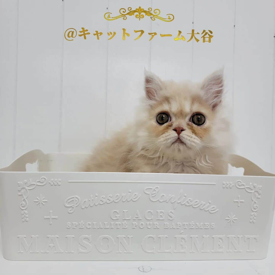 マンチカン(munchkin)キャットファーム大谷さんのインスタグラム写真 - (マンチカン(munchkin)キャットファーム大谷Instagram)「No.2454ふわもこ短足ちゃん❤️ ﾟ+*:;;:*　*:;;:*+ﾟ　ﾟ+*:;;:*　*:;;:*+ﾟ  お店は、月・木曜日が定休日です。 現在、完全予約制になっておりますので ご来店される際はお店へお電話かメールにてご連絡くださいませ🙇‍♀️  お待ちしております🎵  ﾟ+*:;;:*　*:;;:*+ﾟ　ﾟ+*:;;:*　*:;;:*+ﾟ #キャットファーム大谷#まんちかん#マンチカン#ネコ#こねこ#にゃんこ#猫ちゃん#ねこ部#ニャンスタグラム#猫#ねこ#子猫#モフモフ#モフモフねこ#ミヌエット#短足#ねこすたぐらむ#愛猫#かわいい#ふわもこ部#猫のいる暮らし#マンチカンブリーダー#ミヌエットブリーダー#cat#catsgram #catsofinstagram#instacat#picneko」3月24日 17時14分 - roytar222