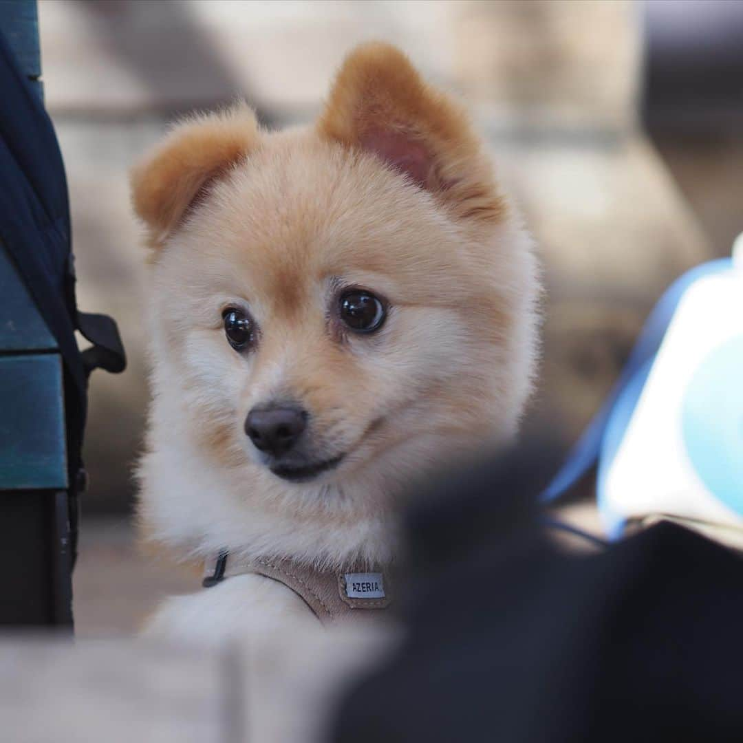 水野良樹さんのインスタグラム写真 - (水野良樹Instagram)「天使か。 #いぬすたぐらむ #名犬てけ」3月24日 17時17分 - mizunoyoshiki_teke