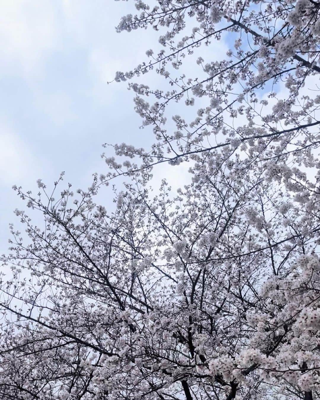 相沢奈緒さんのインスタグラム写真 - (相沢奈緒Instagram)「. 曇っていたけど桜咲いてるの見つけた〜🌸 嬉しい♡ #桜」3月24日 17時58分 - ___aizawanao